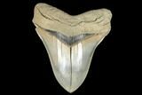 Serrated, Fossil Megalodon Tooth - Aurora, North Carolina #178100-1